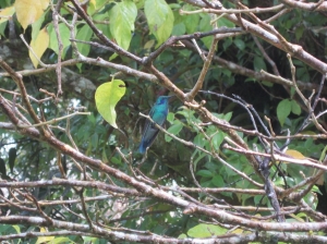 Hummingbird 3, Curi-Cancha   